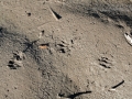 Muskrat Tracks