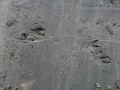 Muskrat Tracks