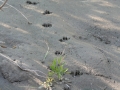 Muskrat Tracks
