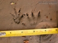 Muskrat Tracks