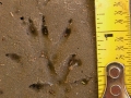 Norway Rat Tracks