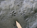 Norway Rat Tracks