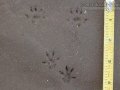 Norway Rat Tracks