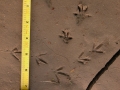 Norway Rat Tracks