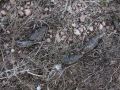 Nutria Scat