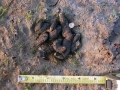 Nutria Scat