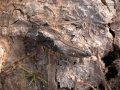 Nutria Scat