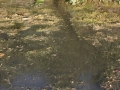 Nutria Trail