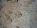 Nutria Tracks