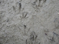 Nutria Tracks