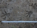 Nutria Tracks