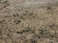 Nutria Tracks