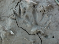 Nutria Tracks