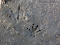 Nutria Tracks