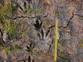 Nutria Tracks