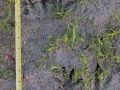 Nutria Tracks