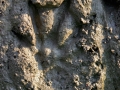 Nutria Tracks