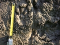Nutria Tracks