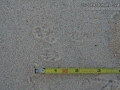 Ord's Kangaroo Rat Tracks