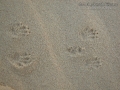 Ord's Kangaroo Rat Tracks
