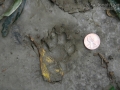 Paca Tracks