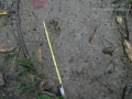 Paca Tracks