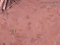 Peromyscus Tracks