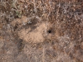 Pocket Gopher Hole