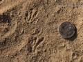 Pocket Gopher Tracks