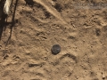 Pocket Gopher Tracks