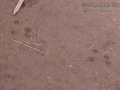 Pocket Mouse Tracks