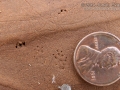 Merriam's Pocket Mouse Tracks