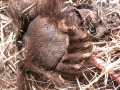 Porcupine Hind Foot