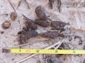 Porcupine Scat