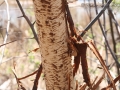 Porcupine Chews