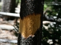 Porcupine Chews