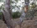 Porcupine Chews on Gum Bumelia