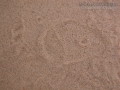 Porcupine Tracks