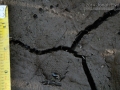 Porcupine Tracks