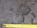 Porcupine Tracks