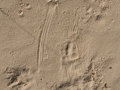 Porcupine Tracks