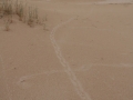 Porcupine Tracks