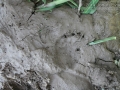 Porcupine Tracks