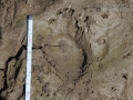 Porcupine Tracks