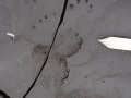 Porcupine Tracks