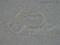 Porcupine Tracks