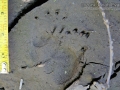 Porcupine Tracks