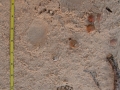 Porcupine Tracks