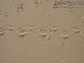 Porcupine Tracks