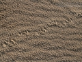 Porcupine Tracks